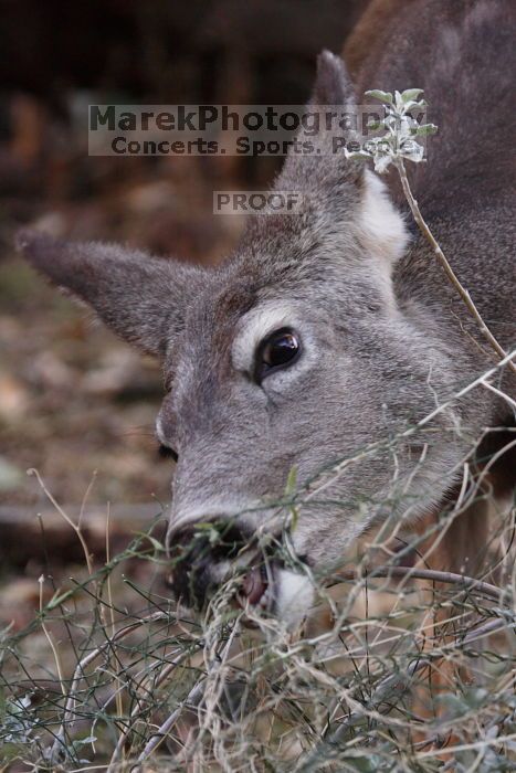 Mule deer, seen while backpacking the Grand Canyon with Beth, New Years 2009.

Filename: SRM_20090102_15411962.JPG
Aperture: f/7.1
Shutter Speed: 1/125
Body: Canon EOS-1D Mark II
Lens: Canon EF 100-400mm f/4.5-5.6 L IS USM w/ 1.4x II TC