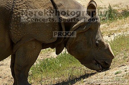 Rhinoceros at the San Francisco Zoo.

Filename: srm_20050529_170028_3_std.jpg
Aperture: f/5.0
Shutter Speed: 1/640
Body: Canon EOS 20D
Lens: Canon EF 80-200mm f/2.8 L