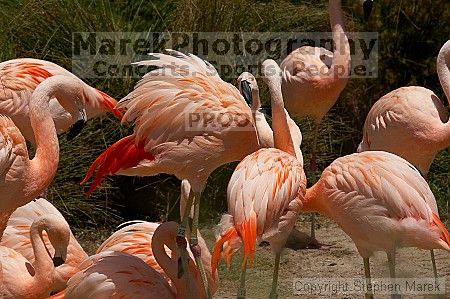 Pink flamingos at the San Francisco Zoo.

Filename: srm_20050529_163118_1_std.jpg
Aperture: f/10.0
Shutter Speed: 1/1250
Body: Canon EOS 20D
Lens: Canon EF 80-200mm f/2.8 L