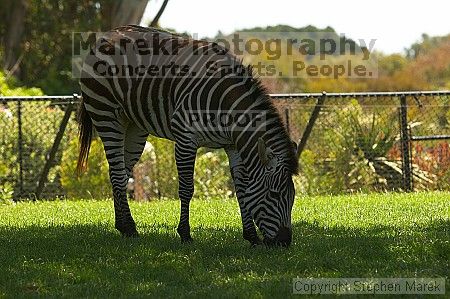 Zebra at the San Francisco Zoo.

Filename: srm_20050529_151722_3_std.jpg
Aperture: f/4.5
Shutter Speed: 1/200
Body: Canon EOS 20D
Lens: Canon EF 80-200mm f/2.8 L