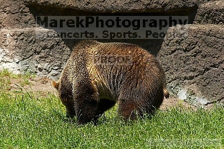 Bears playing at the San Francisco Zoo.

Filename: srm_20050529_173556_2_std.jpg
Aperture: f/5.6
Shutter Speed: 1/640
Body: Canon EOS 20D
Lens: Canon EF 80-200mm f/2.8 L