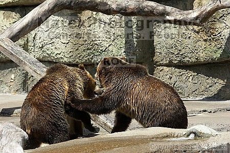 Bears playing at the San Francisco Zoo.

Filename: srm_20050529_173342_7_std.jpg
Aperture: f/5.6
Shutter Speed: 1/640
Body: Canon EOS 20D
Lens: Canon EF 80-200mm f/2.8 L