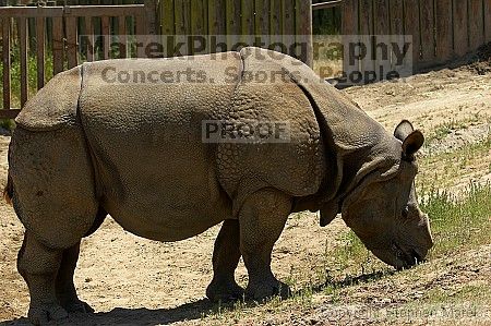 Rhinoceros at the San Francisco Zoo.

Filename: srm_20050529_165946_2_std.jpg
Aperture: f/5.0
Shutter Speed: 1/500
Body: Canon EOS 20D
Lens: Canon EF 80-200mm f/2.8 L