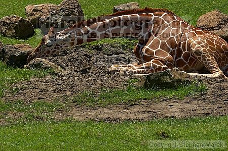 Giraffee at the San Francisco Zoo.

Filename: srm_20050529_153018_6_std.jpg
Aperture: f/5.6
Shutter Speed: 1/500
Body: Canon EOS 20D
Lens: Canon EF 80-200mm f/2.8 L