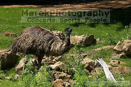 Emu at the San Francisco Zoo.

Filename: srm_20050529_182034_9_std.jpg
Aperture: f/7.1
Shutter Speed: 1/1600
Body: Canon EOS 20D
Lens: Canon EF 80-200mm f/2.8 L