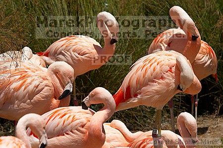 Pink flamingos at the San Francisco Zoo.

Filename: srm_20050529_163056_8_std.jpg
Aperture: f/5.6
Shutter Speed: 1/1600
Body: Canon EOS 20D
Lens: Canon EF 80-200mm f/2.8 L