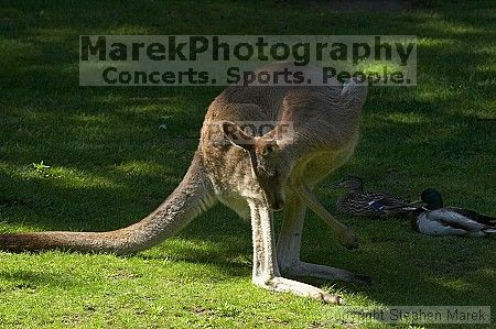 Kangaroos at the San Francisco Zoo.

Filename: srm_20050529_182150_2_std.jpg
Aperture: f/7.1
Shutter Speed: 1/1000
Body: Canon EOS 20D
Lens: Canon EF 80-200mm f/2.8 L