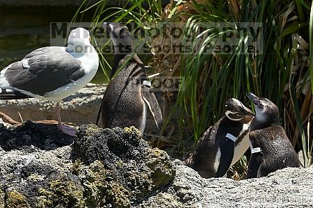 Penguins at the San Francisco Zoo.

Filename: srm_20050529_164642_4_std.jpg
Aperture: f/9.0
Shutter Speed: 1/250
Body: Canon EOS 20D
Lens: Canon EF 80-200mm f/2.8 L