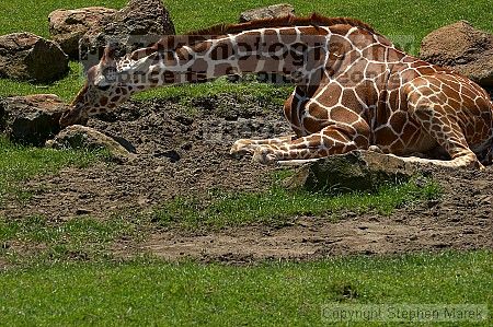 Giraffee at the San Francisco Zoo.

Filename: srm_20050529_153014_5_std.jpg
Aperture: f/5.6
Shutter Speed: 1/500
Body: Canon EOS 20D
Lens: Canon EF 80-200mm f/2.8 L