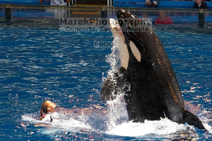 Shamu and Namu in the Believe show at Sea World, San Antonio.

Filename: SRM_20060423_123610_5.jpg
Aperture: f/5.0
Shutter Speed: 1/320
Body: Canon EOS 20D
Lens: Canon EF 80-200mm f/2.8 L