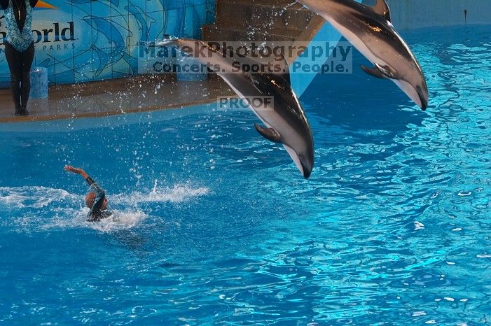 Dolphins in the "Viva" show at Sea World, San Antonio.

Filename: SRM_20060423_140522_3.jpg
Aperture: f/4.5
Shutter Speed: 1/320
Body: Canon EOS 20D
Lens: Canon EF 80-200mm f/2.8 L