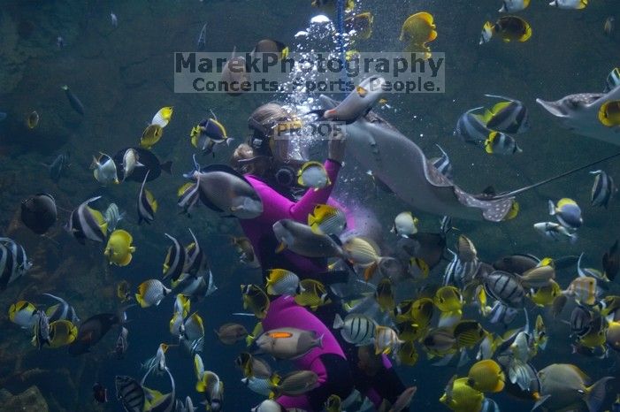 A diver feeds some fish and sting rays at Sea World, San Antonio.

Filename: SRM_20060423_121052_4.jpg
Aperture: f/2.8
Shutter Speed: 1/125
Body: Canon EOS 20D
Lens: Canon EF 80-200mm f/2.8 L