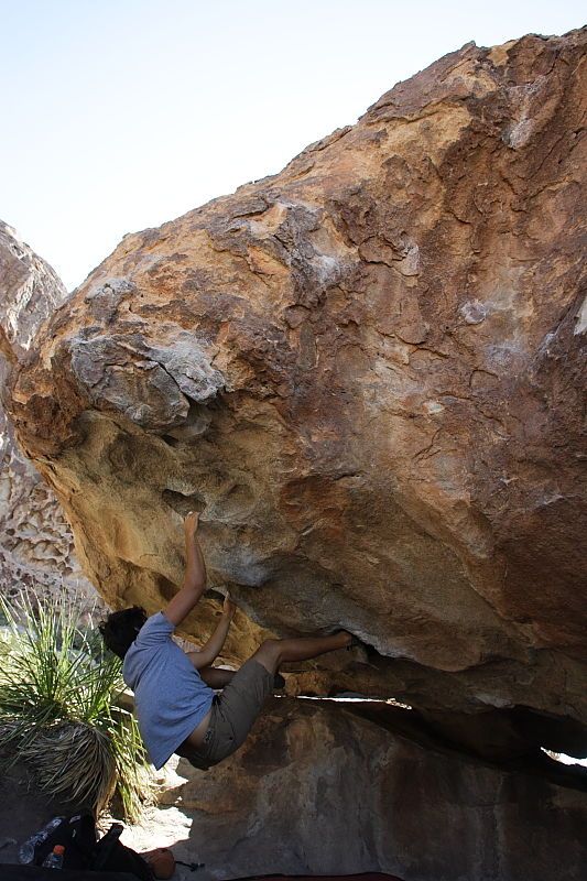 Cayce Wilson rock climbing on No One Gets Out of Here Alive (V2) in Hueco Tanks State Park and Historic Site during the Hueco Tanks Awesome Fest 2010 trip, Sunday, May 23, 2010.

Filename: SRM_20100523_11033528.JPG
Aperture: f/5.6
Shutter Speed: 1/500
Body: Canon EOS-1D Mark II
Lens: Canon EF 16-35mm f/2.8 L