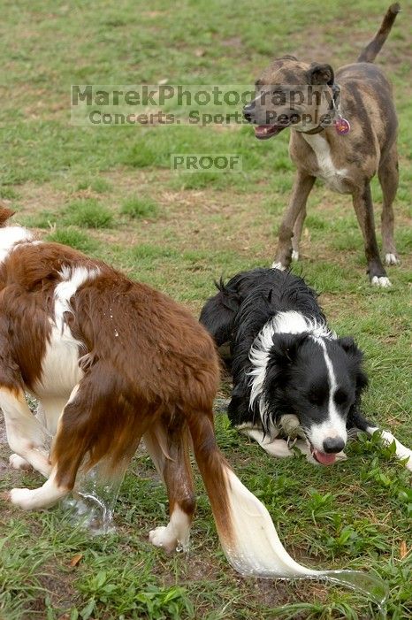 Dogs at play.  Photos from Town Lake Hike & Bike trail in Austin, TX.

Filename: SRM_20060312_102424_9.jpg
Aperture: f/5.6
Shutter Speed: 1/640
Body: Canon EOS 20D
Lens: Canon EF 80-200mm f/2.8 L