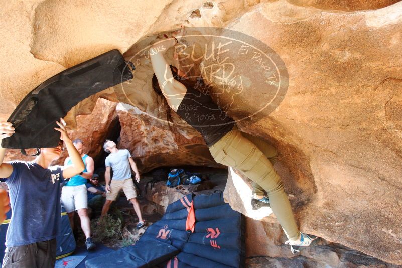 Bouldering in Hueco Tanks on 11/03/2018 with Blue Lizard Climbing and Yoga

Filename: SRM_20181103_1512450.jpg
Aperture: f/4.0
Shutter Speed: 1/250
Body: Canon EOS-1D Mark II
Lens: Canon EF 16-35mm f/2.8 L